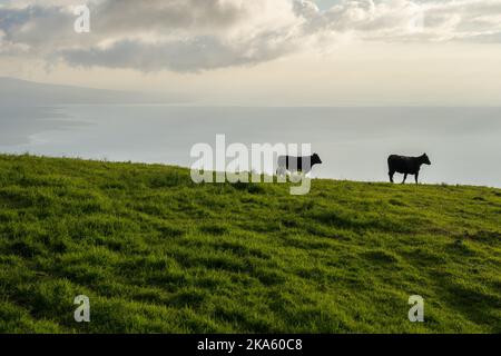 Kühe auf grünen Feldern von Hawaii Big Island Stockfoto