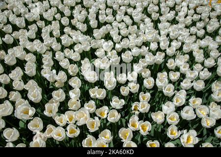 Schöne, viele weiße Tulpen, Draufsicht Stockfoto