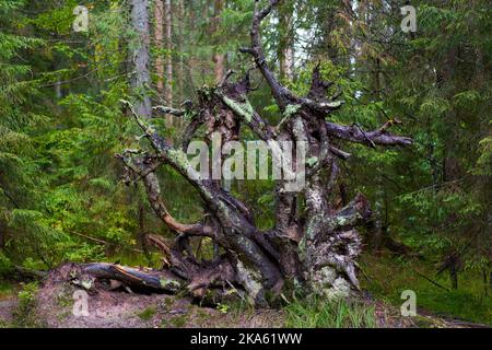 Entwurzelte riesige Kiefer im Wald in einem nebligen Morgen Stockfoto