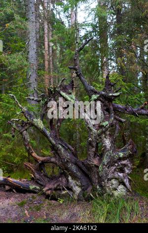 Entwurzelte riesige Kiefer im Wald in einem nebligen Morgen Stockfoto