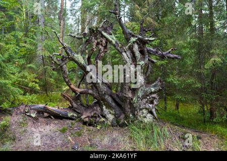 Entwurzelte riesige Kiefer im Wald in einem nebligen Morgen Stockfoto