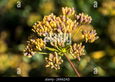 Bupleurum fruticosum Stockfoto