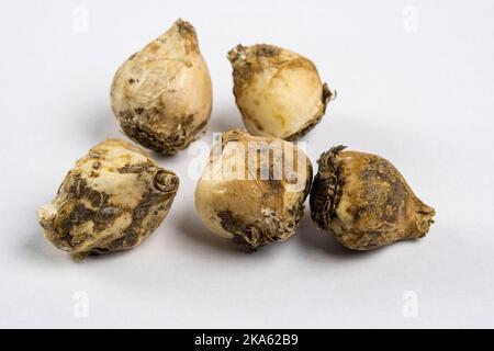 Birnen aus Muscari azurum oder Pseudomuscari Stockfoto