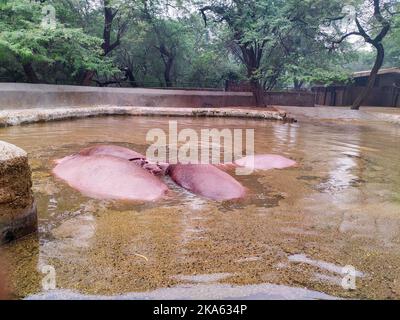 November 2. 2019 Neu-Delhi Indien. Hippopotamus, auch Hippo genannt, im Wasserteich des Neu-Delhi Zoos. Stockfoto