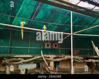 November 2. 2019 Neu-Delhi Indien. Ein Papageienpaar aus Ara in einem Käfig im Zoo von Delhi. Stockfoto