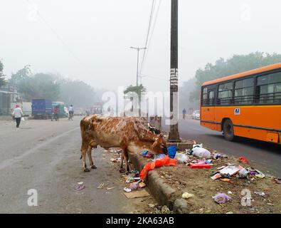 November 3. 2019 Ghaziabad U P, Indien Kühe essen Müll voller Kunststoffe und andere giftige Abfälle entleert Straßenrand. Stockfoto