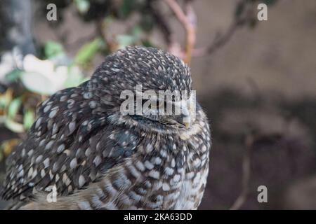 Westliche Burwing Owl, die in einem Gehege steht, mit gefleckten weißen, grauen Federn. Stockfoto