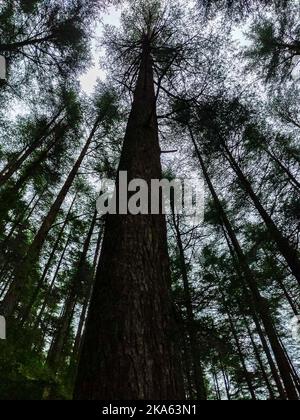 Cedrus deodara, die Deodarzeder, Himalaya-Zeder oder Deodar, ist eine im Himalaya heimische Zedernart. Erhöhte Low-Angle-Aufnahme . Uttarakhand Ind Stockfoto