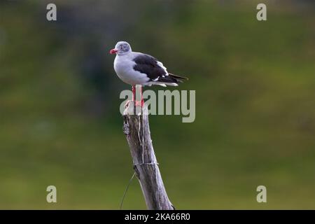 Dolfijnmeeuw, Dolphin Gull, Leucophaeus scoresbii Stockfoto