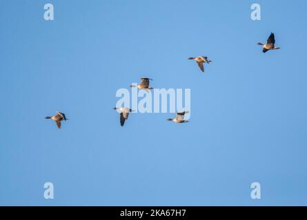 Schwarm rosarote Gänse, Anser brachyrhynchos, in Norfolk, England. Stockfoto