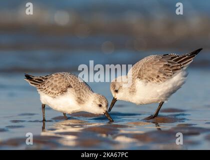 Sanderling (Calidris alba) am Nordseestrand in den Niederlanden. Zwei Erstwintervögel. Stockfoto