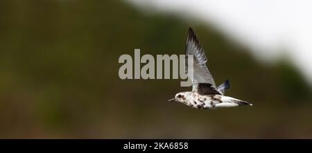 Vliegende Zilverplevier; Kiebitzregenpfeifer (Pluvialis squatarola) im Flug Stockfoto