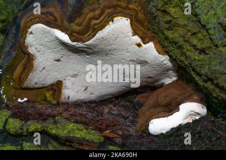 Konk, Ganoderma, Applanatum, Pilz, Hyphae, Pilze, angepasst an das Leben auf Bäumen, Polyporen, Streusporen, Immotilien, Kämme, Meereslebewesen, weiß. Stockfoto