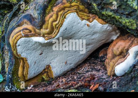 Konk, Ganoderma, Applanatum, Pilz, Hyphae, Pilze, angepasst an das Leben auf Bäumen, Polyporen, Streusporen, Immotilien, Kämme, Meereslebewesen, weiß. Stockfoto