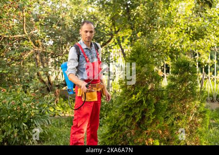 Gärtner, der mit einem Sprüher Insektiziddünger auf seine Thuja aufgibt Stockfoto