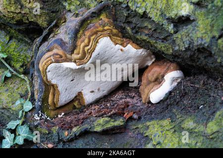 Konk, Ganoderma, Applanatum, Pilz, Hyphae, Pilze, angepasst an das Leben auf Bäumen, Polyporen, Streusporen, Immotilien, Kämme, Meereslebewesen, weiß. Stockfoto