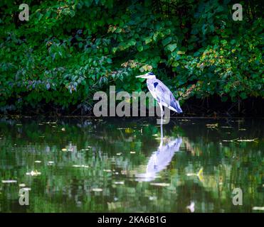 Nahaufnahme eines Graureihers Vogel stehenden am Wasser Stockfoto