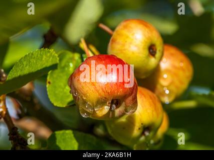 Nahaufnahme von reifen Äpfeln mit Regentropfen Stockfoto