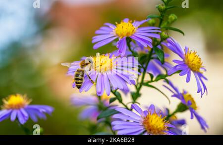 Makro einer Biene, die auf einer Asterblume bestäubt Stockfoto
