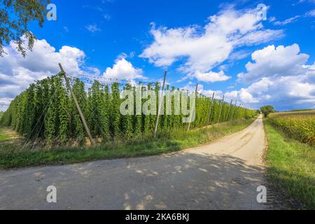 Hopfenanbau in einem Hopfengarten in Bayern, in einem Gebiet namens Hallertau, das für den Hopfenanbau bekannt ist Stockfoto