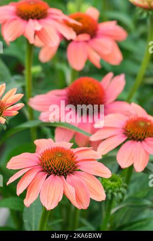 Echinacea Sombrero Hot Coral (Sombrero Series), Echinacea 'Balsomcor, Coneflower Sombrero Hot Coral. Mehrjährige Kegelblume korallenrosa Stockfoto