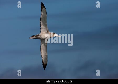 Tristan Albatross unreifen Fliegen; Tristan Albatros onvolwassen Vliegend Stockfoto