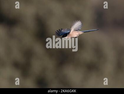 Iberischen Magpie (Cyanopica cooki), eine Spezies von der Iberischen Halbinsel und das leben in Familiengruppen. Stockfoto