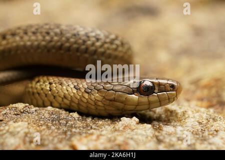 Nahaufnahme einer zusammengerollten jungen nordwestlichen Gartennatter, Thamnophis ordinoides in Nordkalifornien Stockfoto