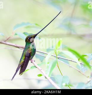 Kolibri (Ensifera ensifera) in Ecuador. Stockfoto