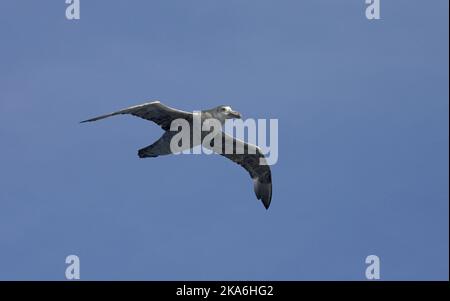 Southern Giant Petrel fliegen; Zuidelijke Reuzenstormvogel vliegend Stockfoto