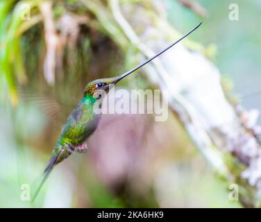 Kolibri (Ensifera ensifera) in Ecuador. Stockfoto