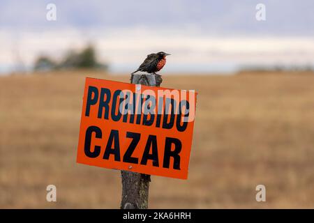 Männliche Seeadlerche (Leistes loyca) thront in Argentinien auf einem Schild „Keine Jagd erlaubt“. Stockfoto