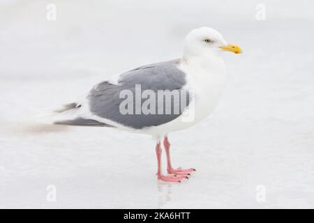 Grote Burgemeester staand op het ijs; Ständige Glaucous Möwe (Larus hyperboreus pallidissimus) auf Eis Stockfoto