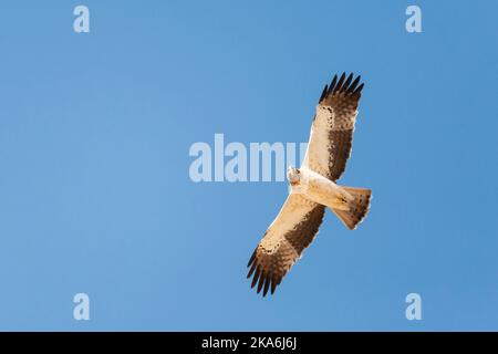 Licht morph Zwergadler (Hieraaetus pennatus) auf Migration über Eilat Berge, Eilat, Israel Stockfoto