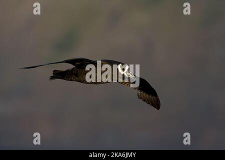 Spectacled Petrel erwachsenen Fliegen in der Nähe von Tristan da Cunha Stockfoto