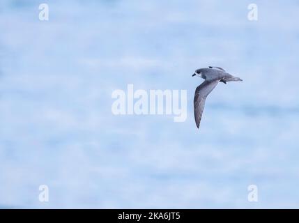 Melierter Sturmschwalbe (Pterodroma inexpectata), der über die subantarktischen Gewässer Neuseelands im südlichen pazifik fliegt. Stockfoto