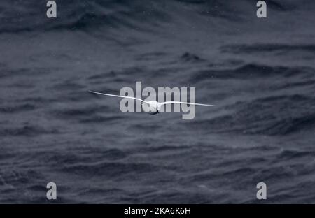 Weniger Schnee Petrel fliegen; Sneeuwstormvogel vliegend Stockfoto