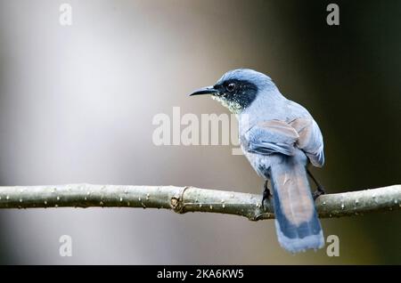 Prachtsibia zittend op een Tak; schöne Sibia auf einem Ast sitzend Stockfoto