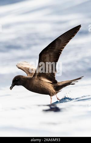 Bulwer's Petrel (Bulweria bulwerii) im Flug über den Ozean weg von Madeira. Stockfoto