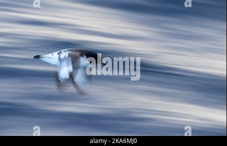 Kap Petrel (Daption capense australe) im Flug mit langsamen Shutterspeed über den südlichen Ozean zwischen den subantarktischen Inseln Neuseelands. Stockfoto