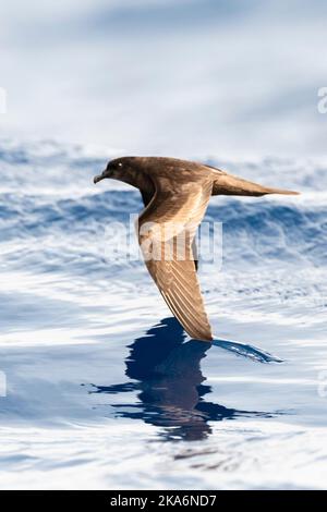 Bulwer's Petrel (Bulweria bulwerii) im Flug über den Ozean weg von Madeira. Stockfoto