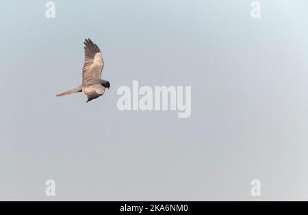 Dunkle Phase der männlichen Montagu Harrier (Circus pygargus) Fliegen über Felder an Lagunas de Villafáfila Naturschutzgebiet, Zamora, Kastilien und León, Spanien. Stockfoto