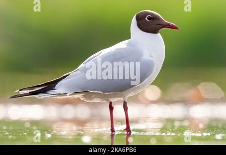 Erwachsene Gemeine Schwarzkopfmöwe (Croicocephalus ridibundus) im Sommergefieder im Frühjahr in Ungarn. Stockfoto