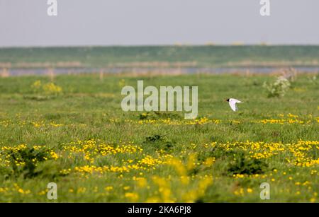 Zwartkopmeeuw vliegend boven Weiland; Mediterranean Gull fliegen über Wiese Stockfoto