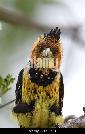 Crested Barbet (Trachyphonus vaillantii) im Krüger Nationalpark in Südafrika. Stockfoto