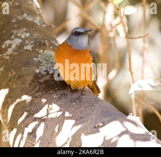 Männliche Cape Rock-Drossel (Monticola rupestris), die in einem Baum in Südafrika thront. Stockfoto