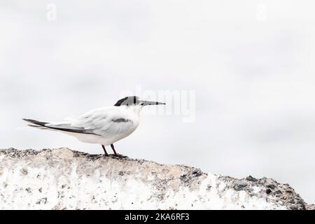 Roseate Tern (Sterna Dougallii) im Spätsommer auf Madeira, Portugal Stockfoto