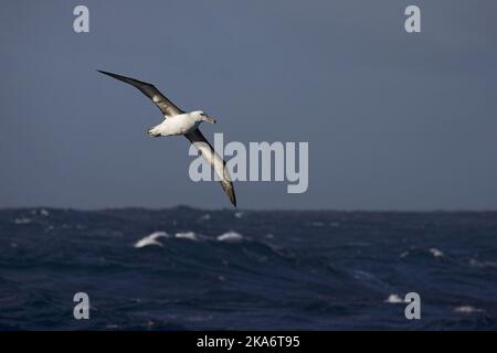 Unreife Schwarz der tiefsten Albatros fliegen über offenen Ozean; onvolwassen Wenkbrauwalbatros vliegend Boven de Oceaan Stockfoto