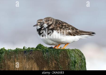 Turnstone, Ruddy Turnstone, Arenaria interpres 2 Erwachsene, nicht brütende Gefieder-Vögel auf einem groynigen Stumpf Norfolk-Marsch Stockfoto