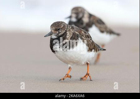 Turnstone, Ruddy Turnstone, Arenaria interpres 2 nicht brütende Gefieder-Vögel für Erwachsene, die von einem Norfolk-Marsch der kommenden Welle weglaufen Stockfoto